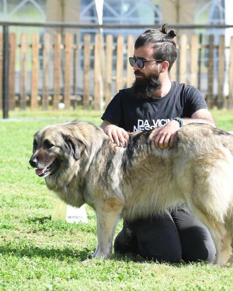 Dog's Revolution, educadores caninos